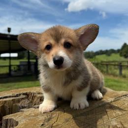 Mary (Financing Available) - Red female Pembroke Welsh Corgi puppy in Inverness, Florida from Canaan Farm Corgis
