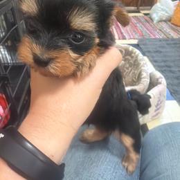Olivia - Black and gold female Morkie puppy in Winston Salem, North Carolina from Patty’s Paws