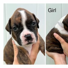 Diana - Brindle female Boxer puppy in Lutz, Florida from Brooklyn's Boxer's