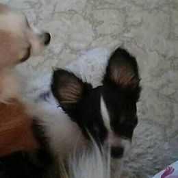 Chihuahuas from Lee's Longcoat Chihuahuas