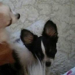 Chihuahuas from Lee's Longcoat Chihuahuas