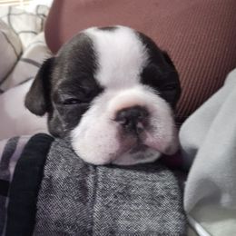 French Bulldog Puppies from Frenchies From The Hartt