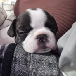 French Bulldog Puppies from Frenchies From The Hartt