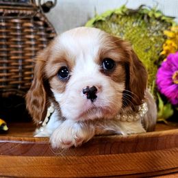 Penelope - Blenheim female Cavalier King Charles Spaniel puppy in Marshfield, Missouri from Puppyloversplace