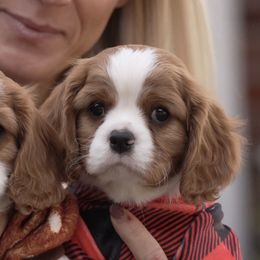 Charlie - Blenheim male Cavalier King Charles Spaniel puppy in Greensboro, North Carolina from Hyde Park Cavaliers