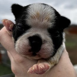 Maggie's black brindle girl - Black and white female Boston Terrier puppy in Yakima, Washington from Barnett’s AKC Boston Terriers