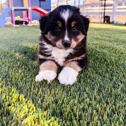 Jackpot - Black tri male Miniature Australian Shepherd puppy in Apache Junction, Arizona from Circle T Mini Aussies