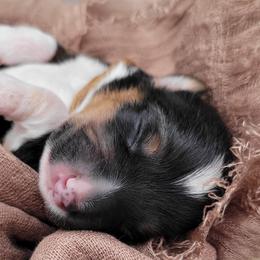 German Shepherd and Pembroke Welsh Corgi Puppies from J&R Shepherds & Corgis