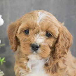 Faye - Red female Cavapoo puppy in Honey Brook, Pennsylvania from Stoltzfus Family Puppies (license number 18844)
