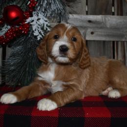 Manny - Apricot male Goldendoodle puppy in Macedon, New York from Toodles Goldendoodles