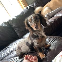 Paisley - Dachshund