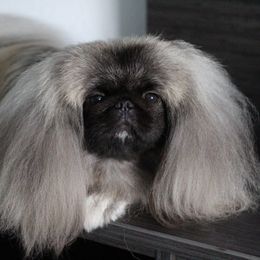 Niki - Pekingese