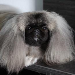 Niki - Pekingese