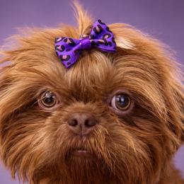 Posie - Shih Tzu