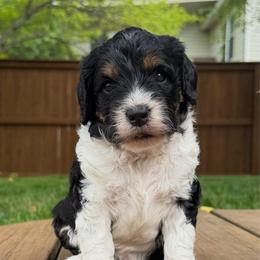 Cassie - Tri-color female Bernedoodle puppy in Fishers, Indiana from Fishers Bernedoodles