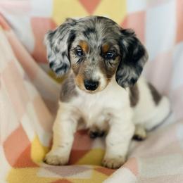 Girl 1 - Dapple female Dachshund puppy in Oklahoma from DRB Dachshunds