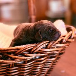 Cider - Chocolate male Labrador Retriever puppy in Sweet Home, Oregon from Knotty Creek Labradors