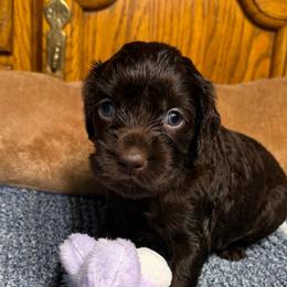 Keaton's Girl - Chocolate female Boykin Spaniel puppy in Van Buren, Arkansas from Arklahoma Boykins