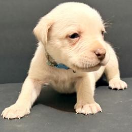 Light blue collar (straw cane corso) - Red male Cane Corso puppy in Snellville, Georgia from A Really Good Kennel
