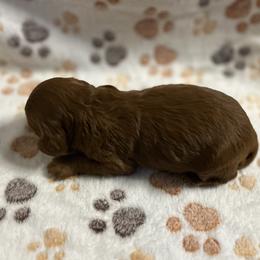 No collar - Red  male Goldendoodle puppy in North Carolina from Lynes of Doodles