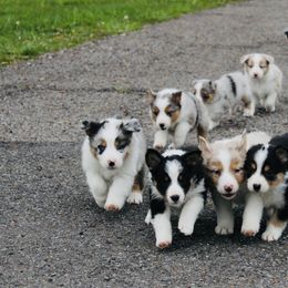 Australian Shepherd Puppies from Real McCoy Australian Shepherds