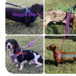 Dachshunds from Kathys Dachshund Kuties