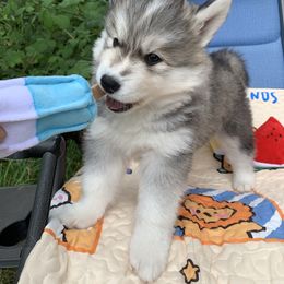 Siberian Husky Puppies from Canace Siberians
