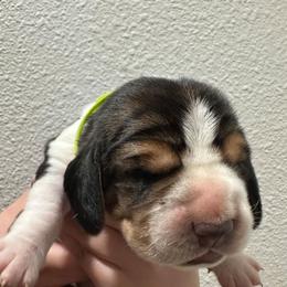 Light Green Boy - Black brown and white male Basset Hound puppy in Hood River, Oregon from The Walls Hounds With Heart