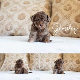 Ghostley - Phantom male Goldendoodle puppy in Woodruff, South Carolina from Crooked Creek Doodles and Poodles