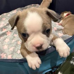 Cody - Blue male Boston Terrier puppy in Monroe, Washington from Nordkyn Boston Terriers