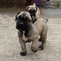 Boerboel Puppies from BoHo Boerboels