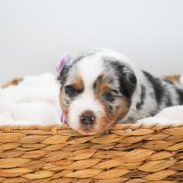 Dolce - Blue merle female Miniature American Shepherd puppy in Elmwood Park, Illinois from HuskiesAndGoldensWithFinesse