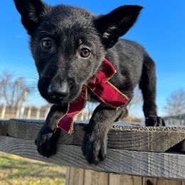 Pink - Black German Shepherd puppy in Maryland from Soco.GSD's