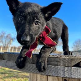 Pink - Black German Shepherd puppy in Maryland from Soco.GSD's