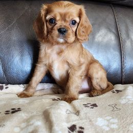 Boy 2 Daffy - Ruby Cavalier King Charles Spaniel puppy in Racine County, Wisconsin from Hough's Danes