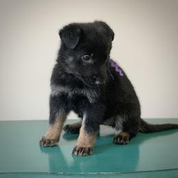Purple - Bi-color female German Shepherd puppy in Pendleton, South Carolina from DogSmith Purebreds