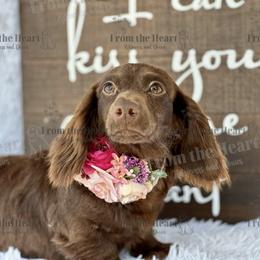 Godiva - Dachshund