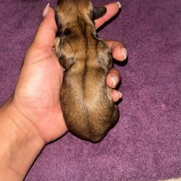 AKC Shaded Cream - Cream female Dachshund puppy in Lehigh Acres, Florida from Ruby Rose Dachshund Dynasty