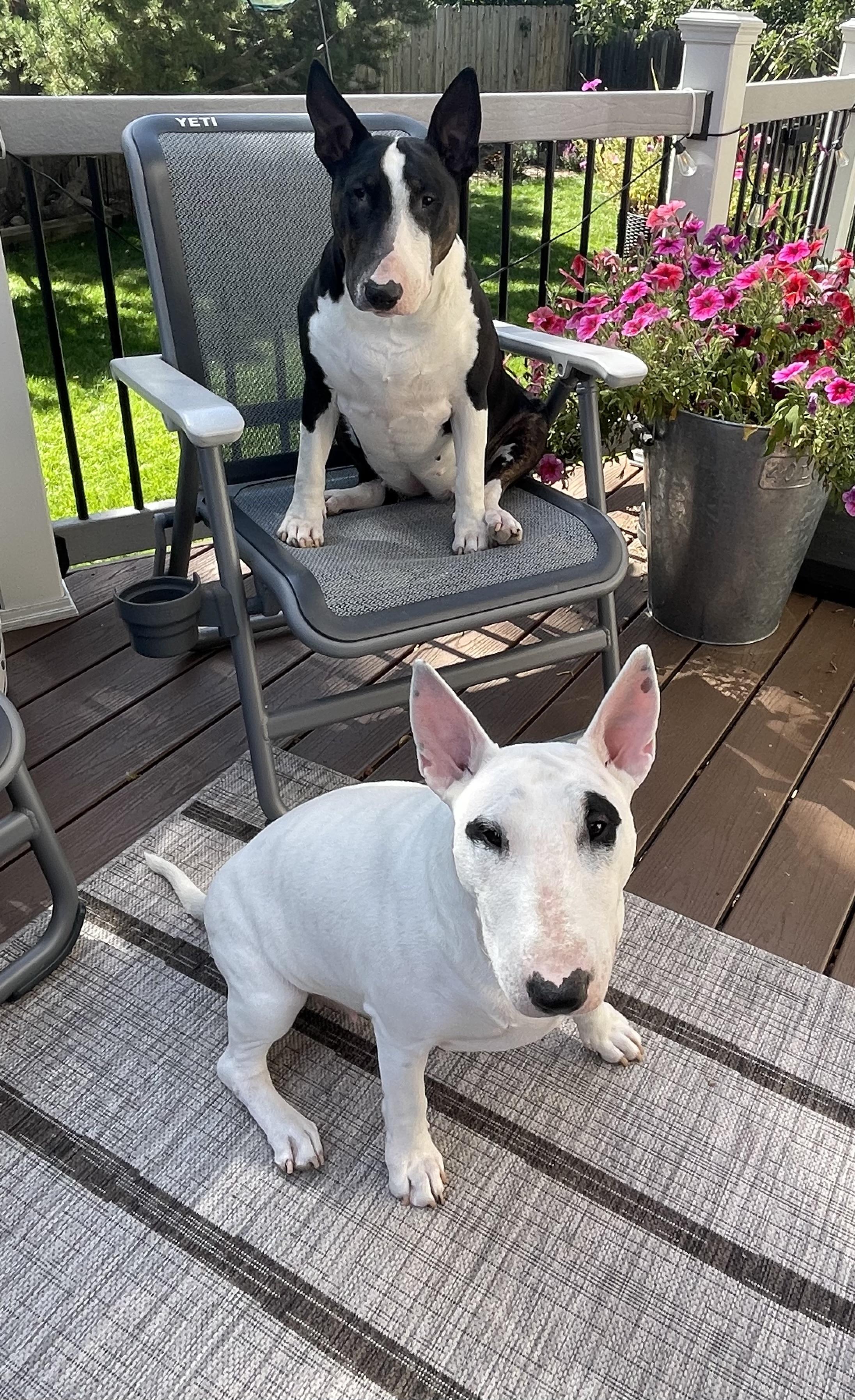 Nice Terriers Empire Bull Terriers in Colorado | Bull Terrier puppies | Good Dog
