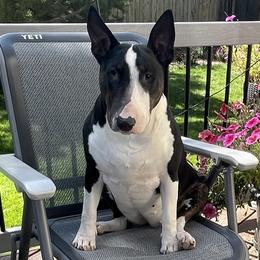 Bull Terriers from Empire Bull Terriers