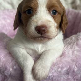 Girl 1 - Orange and white female Brittany puppy in Elizabeth, Colorado from CoveLake Kennels