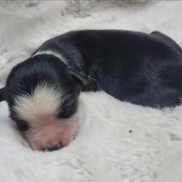 Cooper - Black tri male Miniature Australian Shepherd puppy in Deer Park, Washington from Rodeo Aussies