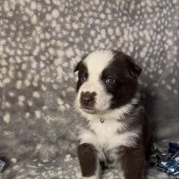 Yellow color - Panda female German Shepherd puppy in Marion, Ohio from Legacy K9’s