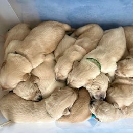 Golden Retriever Puppies from Loyal Golden Retrievers
