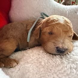 Corra - blue collar - Apricot female Goldendoodle puppy in Puyallup, Washington from Dawnie’s Doodles