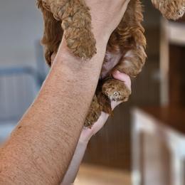 Cinder - Red female Cavapoo puppy in Glendale, Arizona from Cool Cavapoos