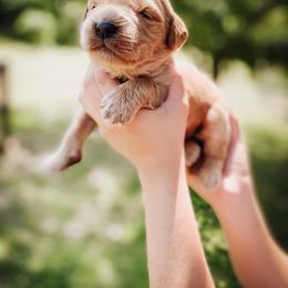 Goldendoodle Puppies from Peachy Doodles