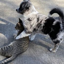 Miniature Australian Shepherd Puppies from Peace Creek Aussies