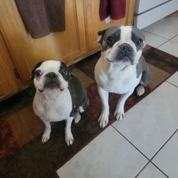 Odie - Boston Terrier