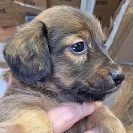 Lizbeth's longhair shaded red  boy - Red male Dachshund puppy in Caldwell, Idaho from Dozendachs